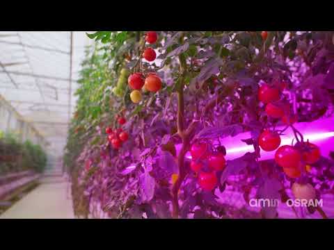 ams OSRAM Horticulture Video
