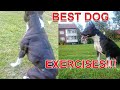 Best Exercises For Your Dog - Fit and Healthy! (Dog Exercises and dog workout)