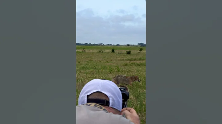 We’ve Got A Screamer Up Close! #foxpro #coyote #hunting #shorts