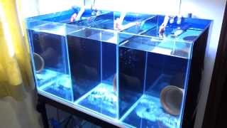 Clownfish breeding tank setup