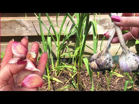 Video: Wat te doen met knoflook: hoe knoflook uit de tuin te gebruiken