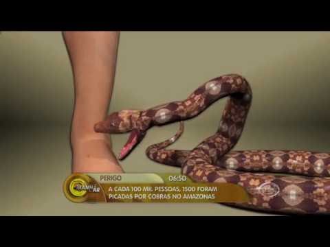 Vídeo: Benefícios Da Planta De Cobra: Mais Tipos, Cuidados E Como Crescer