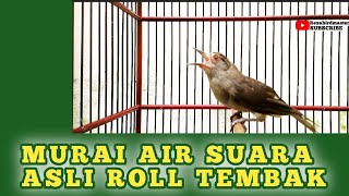 MASTERAN BURUNG MURAI AIR BUNYI NGOTOT #muraibatu #muraibatumedan #masteranmurai #masteranburung