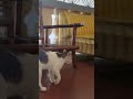 El destructor de cajas don freso #cat #cute #ayudaanimal
