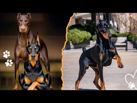 Top 3 Dog Breeds That Look Like the Doberman Pinscher