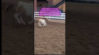 Morning Workout With JOY the MINIATURE THERAPY HORSE | Benefits of EQUINE THERAPY EXPLAINED