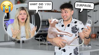 I SHAVED OUR CAT PRANK ON FIANCE.. *GONE WRONG*