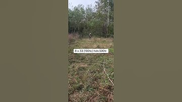 Đất dầu tiếng TP 8 x 33 (100tc) hàng hiếm ❤️❤️