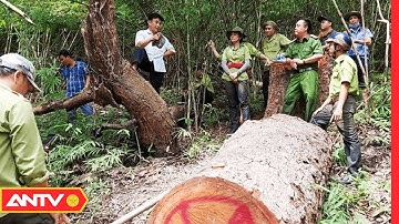 Rừng Già Tây Nguyên "Chảy Máu" Vì Bị Lâm Tặc "Đục Khoét" | Môi Trường Và Đô Thị  | ANTV