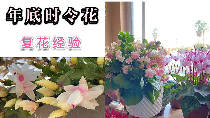 冬季养什么花？一学就会，蟹爪兰 长寿花复花经验（园艺篇163） - 天天要闻