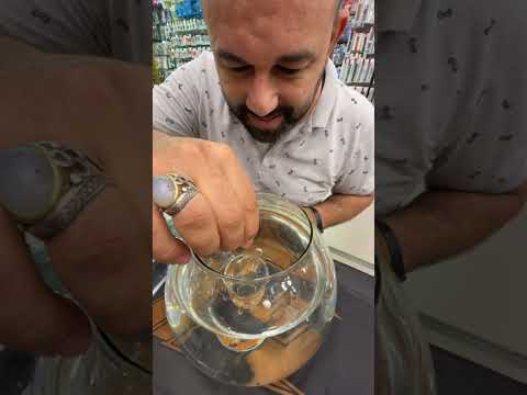 تحدي جديد في بص وطل مين جاهز يلا