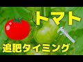 【トマト】追肥のタイミング！葉と茎と花で栄養診断