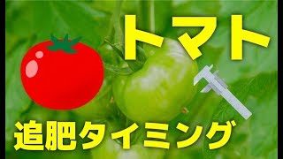 【トマト】追肥のタイミング！葉と茎と花で栄養診断