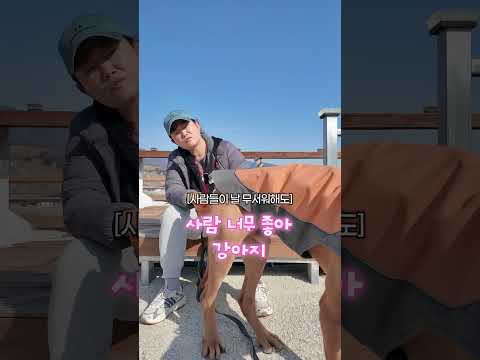 초대형견은 탈락일까요? 😅 | 세상 스윗한 도사견 잭슨의 근황