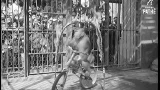1965台北圓山動物園的動物表演
