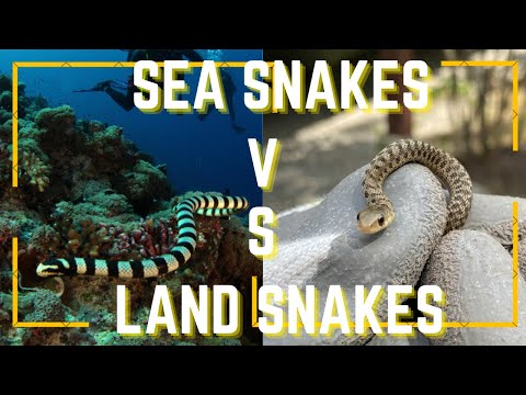 Sea Snakes vs.