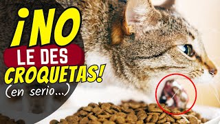 ¿Amas a tu gato? 5 razones para EVITAR las CROQUETAS