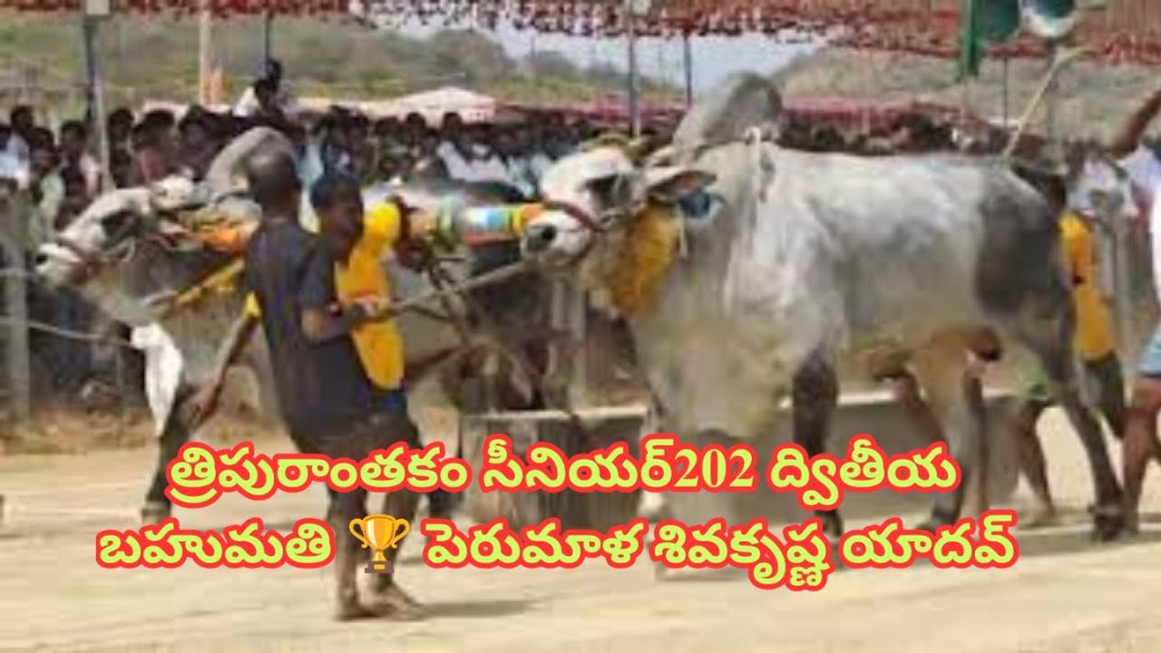 పెరుమాళ శివకృష్ణ యాదవ్ త్రిపురాంతకం సీనియర్ 2026 Tripurantakam senior Compitition 2026