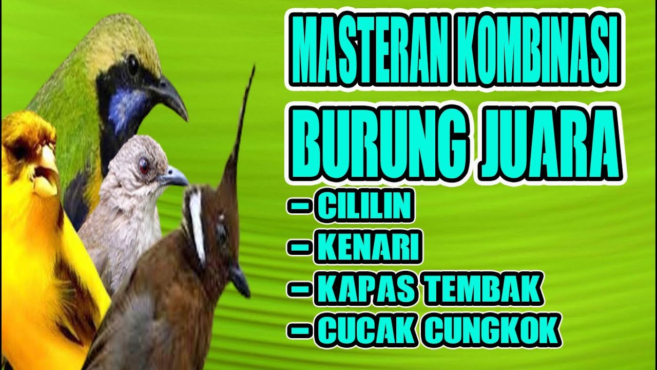 masteran kombinasi burung lombaTEMBAKANNYA DAHSYAT Cililin 🔴 Kapas Tembak 🔴 Kenari 🔴 Cucak Cungkok