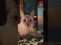 А вот мой кот говорит доброе утро #cat #кот #прикольныекоты #котик #видосыоткота #котики