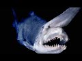 Las 10 Criaturas más Aterradoras del Océano 😱