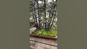 BONSAI FOREST 🌴🌲🌳 PLEASE HIT LIKE 🎅