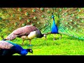 Peacock Flashes Feathers Peahen Walks Close In Wonder Magicalvibes Peacock Flashes Feathers Peahen Walks Close In Wonder Magicalvibes