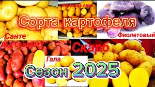 видео: Самые лучшие сорта картофеля на сезон 2025! картинка: Самые лучшие сорта картофеля на сезон 2025!