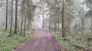 Осенний лес накрыл туман 😊 Музыка: Виталий Николенко - Вечернее Благо