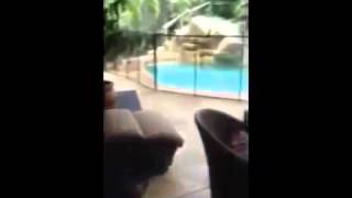 RAW]  Bear Found Napping on Naples lanai | Bear Found Napping On Patio In Florida