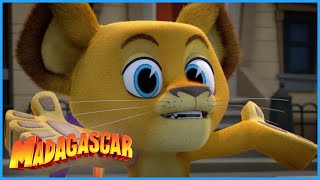 DreamWorks Madagascar | Alex and his twin brother | Madagascar: A Little Wild | Kids Movies