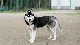 Can Huskies be off leash?