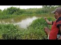 Fish hunting | Amazing Rohu Fishing | rohu fishes catch