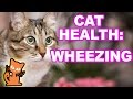 Cat Wheezing: Causes, Management, and Veterinary Care