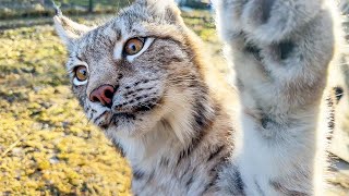 LITTLE LYNX RAISIN ATTACKS ME / How lynxes ask for a male / Pig's favorite toy by BobCat ТV 53,152 views 8 days ago 11 minutes, 34 seconds