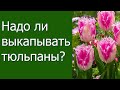 Надо ли выкапывать тюльпаны