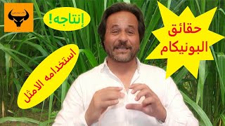 حقيقة البونيكام (زراعته واستخدامه في علف المواشي)