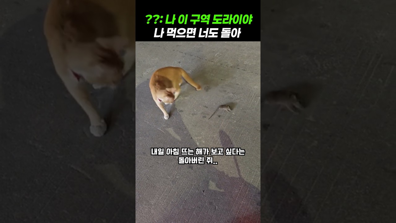 살기위해 최선을 다하는 쥐