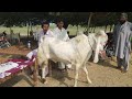 Top class gulabi breeder champion  livestock information by muhammad ali short