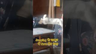 ❤️Bunny jump!!🐇#viral #rabbit #trending #funny #shortvideo #ytshorts