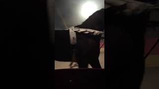 Cirque De L Île De France Venez Nombreux Cette Année 2019 A Cormeilles 31 Mars 2019