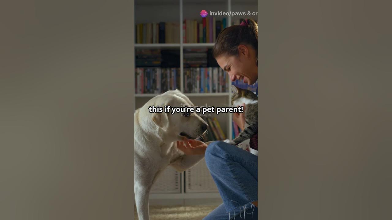 creative-pet-toy-ideas-how-to-make-engaging-toys-for-dogs-and-cats