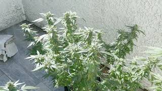 Outdoor marijuana grow