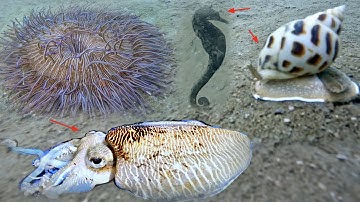 Hải Quỳ Quý Hiếm Ốc Hương Cá Ngựa Mực Nang Ngày Lặn Biển Điểm Gần Bờ | P 224