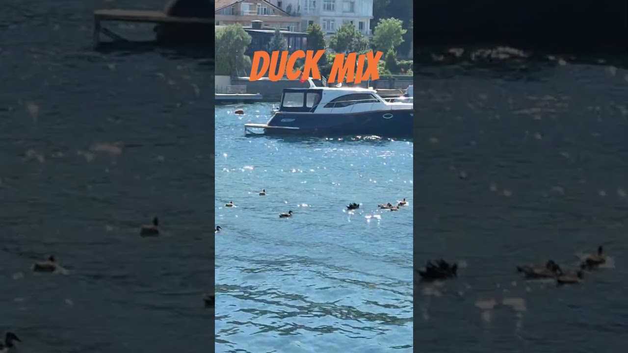 Duck Mix 🦆 | Adorable Duck Moments Compilation 