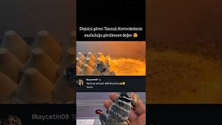 kertenkeleye istediğini verin || komik yorumlar