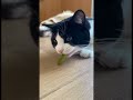 This Cat's Idea of a "Gift" is... Gross. 🤢 🐛