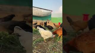 #viral #roosterfarm #farming #poultry #freerangechickens #chickenshop #poultryfarming #chicken #bird