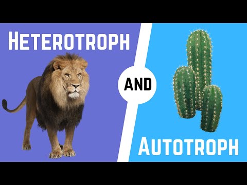 فيديو: ماذا تستهلك Autotrophs؟