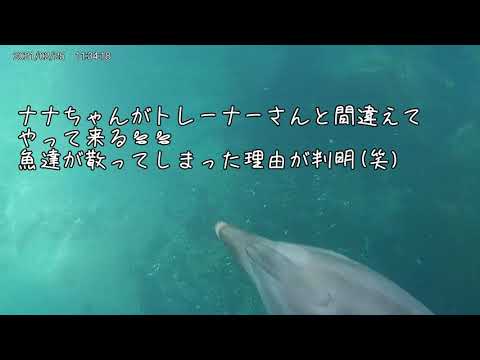イルカプールの海中映像【ナナちゃんが・・・💦】